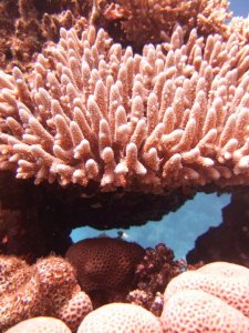 Coral; Photographer Ruth Rosselson
